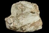 Fossil Fish (Cimolichthys) Skull Section - Kansas #113159-1